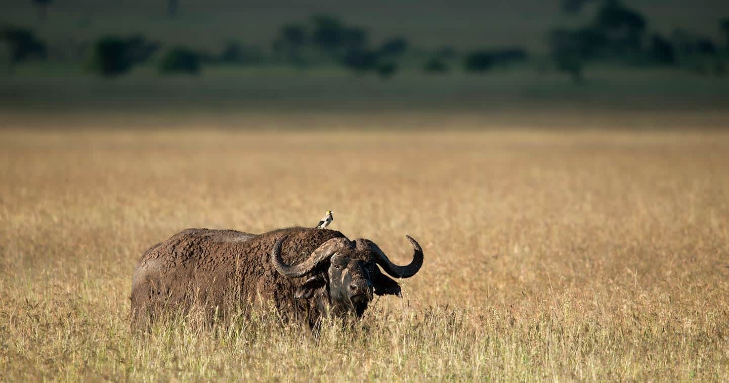 Zanzibar-Serengeti-Masai-Mara-Safari-Tanzania-Joyous-Time-Expedition