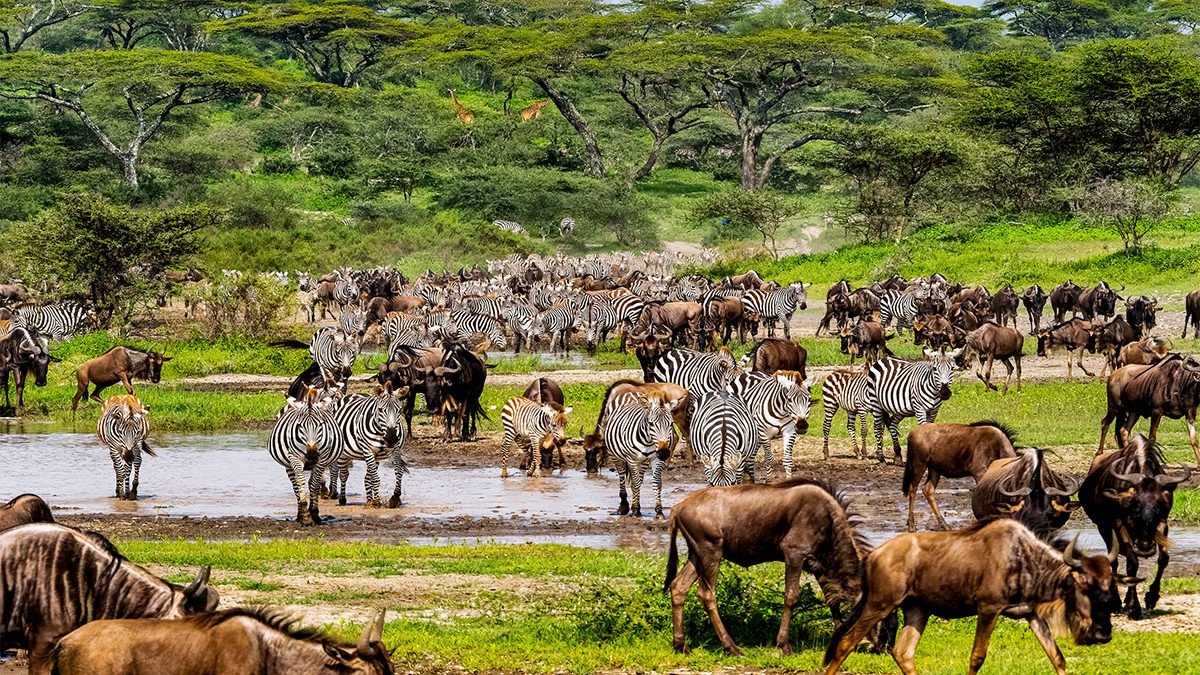 zanzibar-serengeti-masai-mara-safari-Tanzania-Joyous-Time-Expedition
