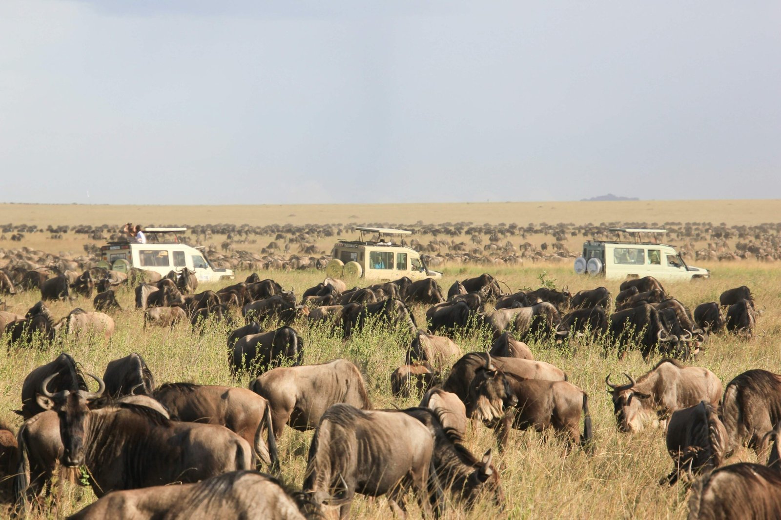 3 Day Serengeti Safari from Arusha | Big Five & Great Migration