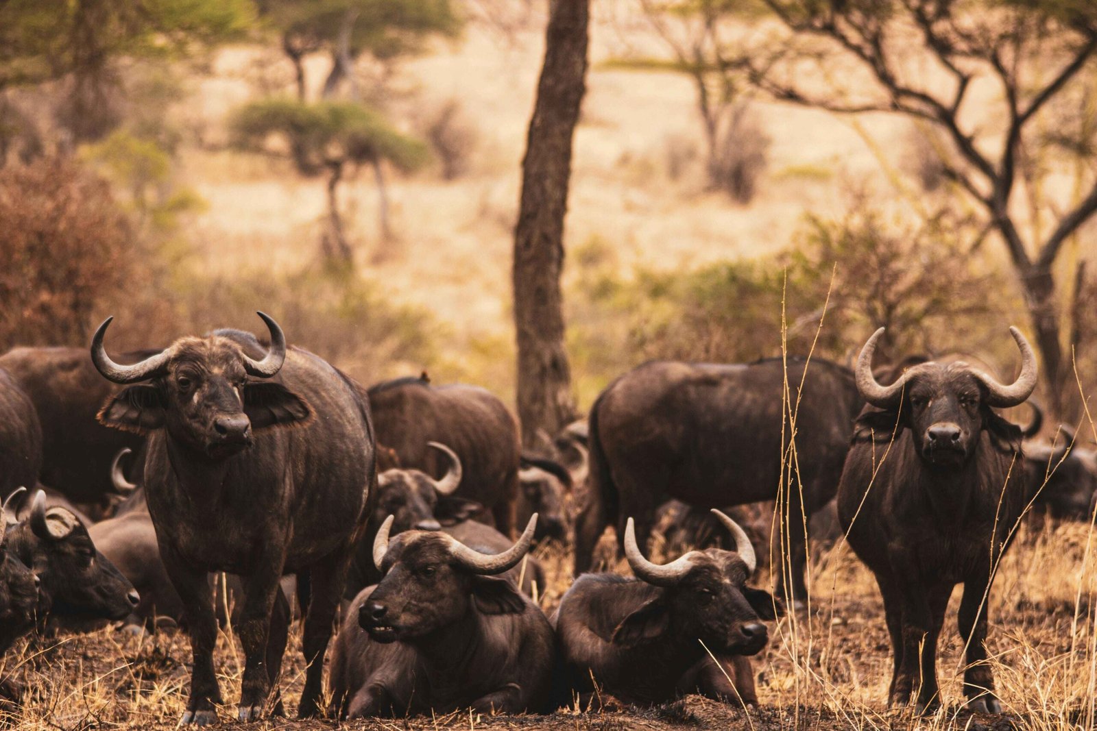 3 Day Serengeti Safari From Arusha