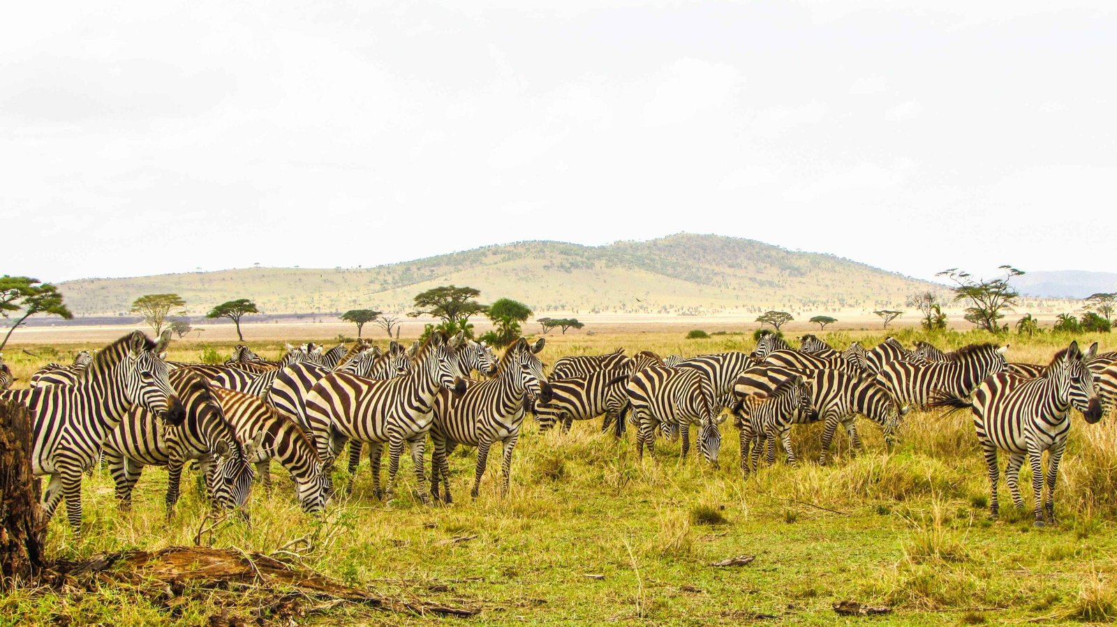 3 Day Serengeti Safari From Arusha