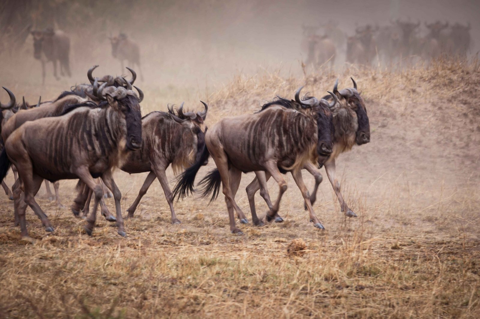 3 Day Serengeti Safari From Arusha