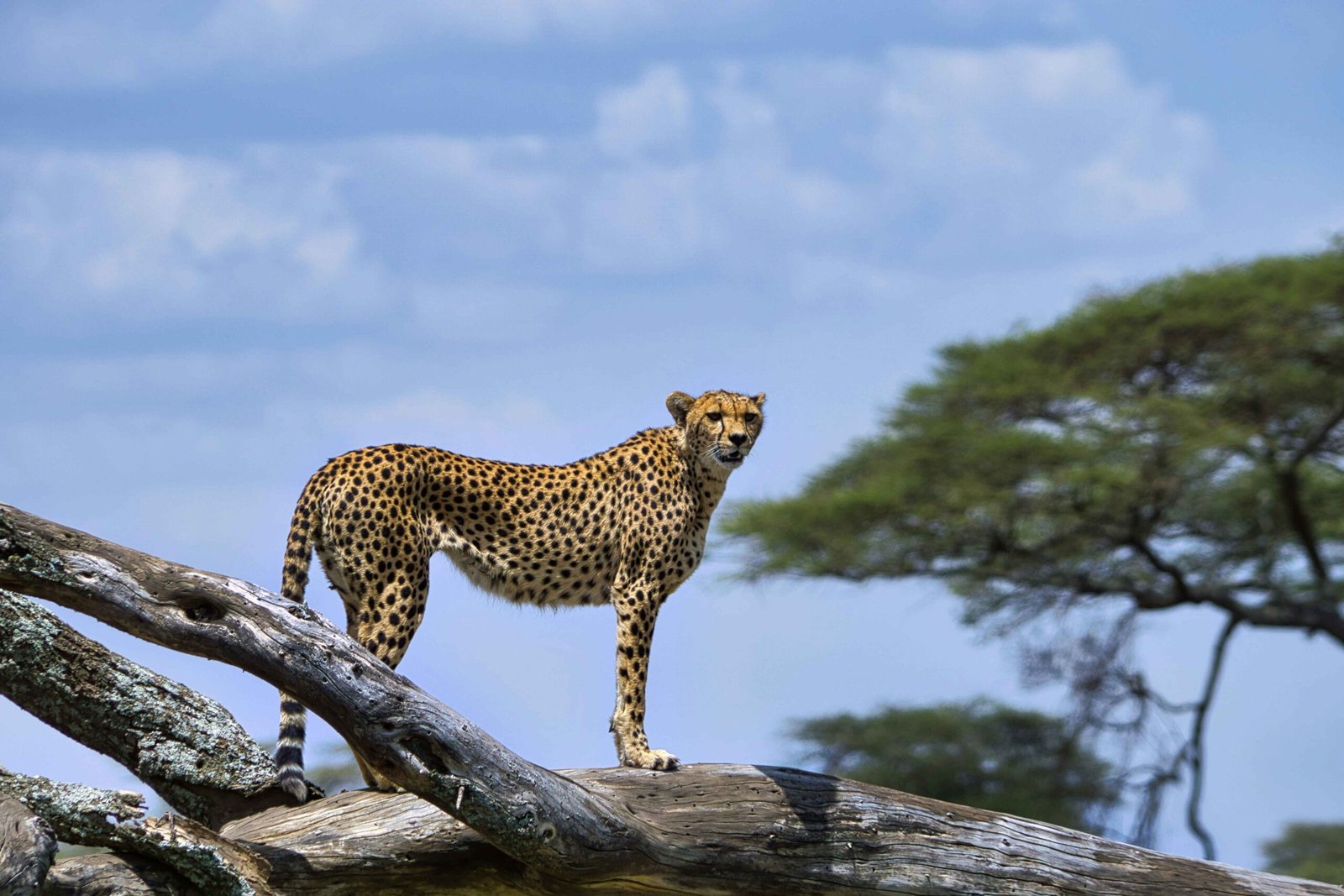3 Day Serengeti Safari From Arusha