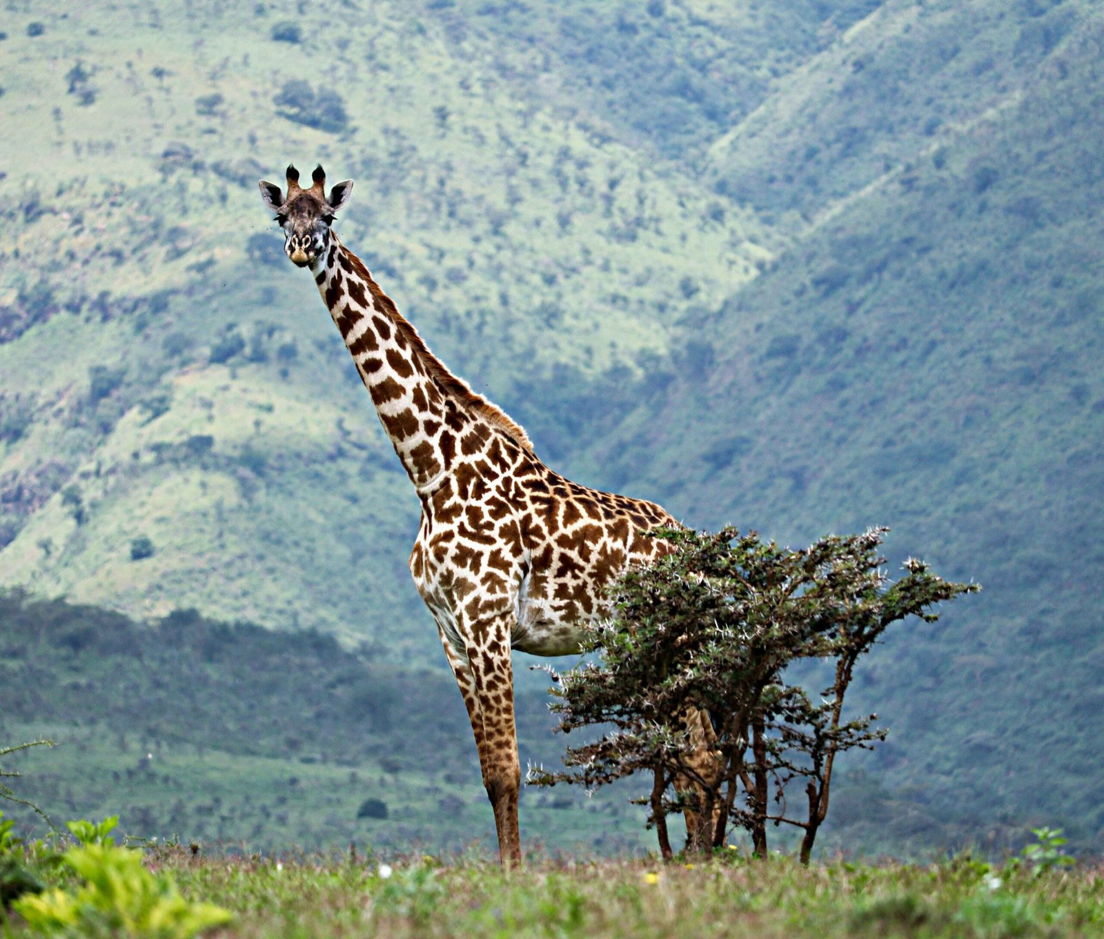 3 Day Serengeti Safari From Arusha