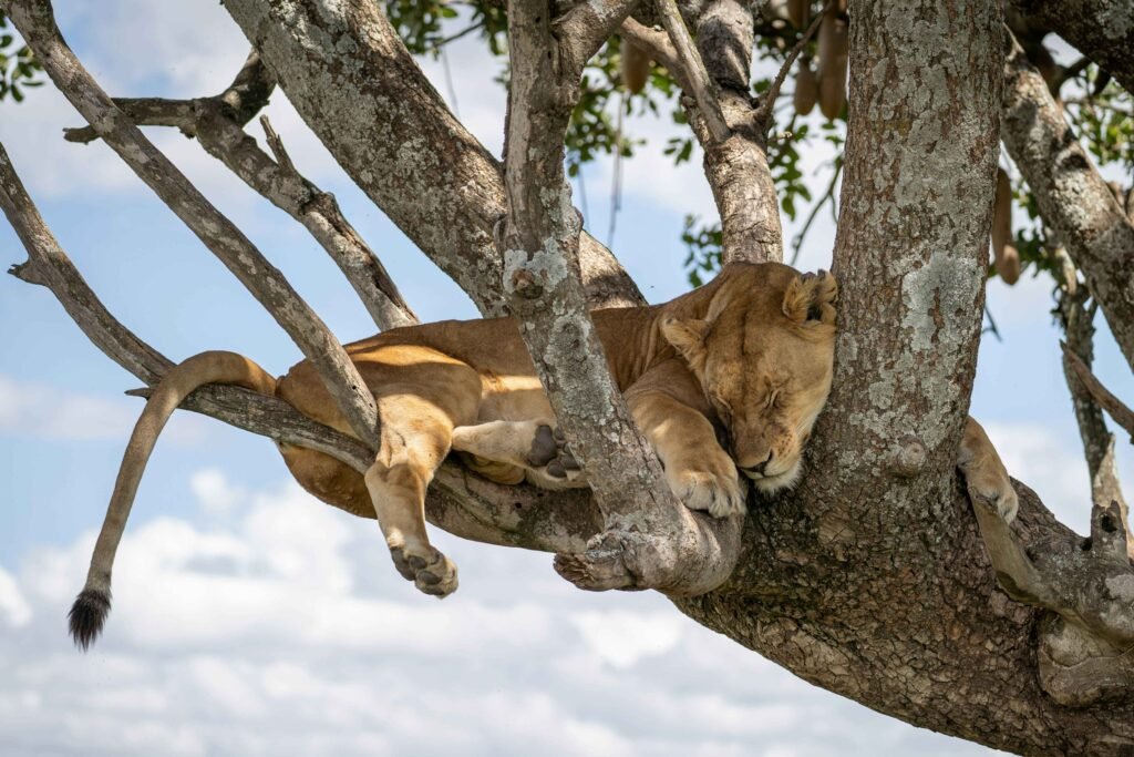 3 Day Serengeti Safari From Arusha