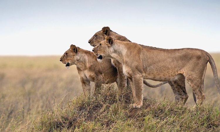 3-Day-Serengeti-Safari-From-Arusha-Tanzania-Joyous-Time-Expedition