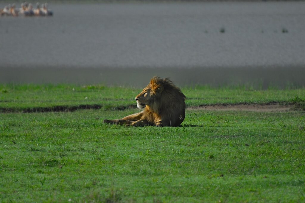 7-Tage-Tansania-safari-Tanzania-Joyous-Time-Expedition