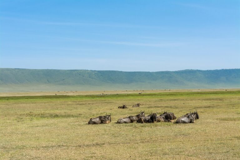 best-tanzania-safari-packages-serengeti-ngorongoro-1