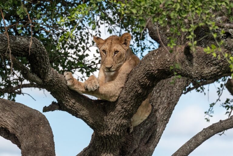 best-tanzania-safari-packages-serengeti-ngorongoro-10