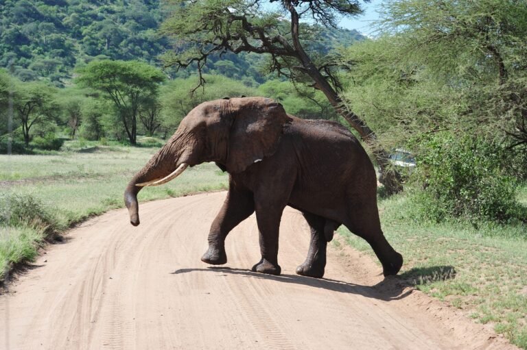 best-tanzania-safari-packages-serengeti-ngorongoro-11