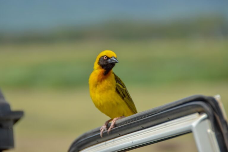 best-tanzania-safari-packages-serengeti-ngorongoro-12