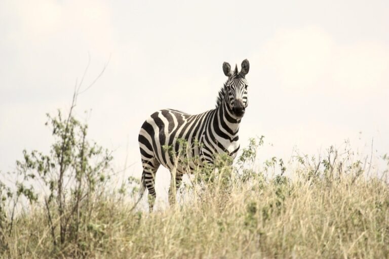 best-tanzania-safari-packages-serengeti-ngorongoro-2