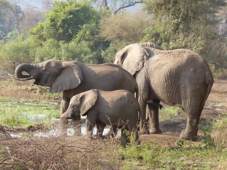 best-tanzania-safari-packages-serengeti-ngorongoro-3