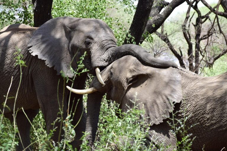 best-tanzania-safari-packages-serengeti-ngorongoro-4