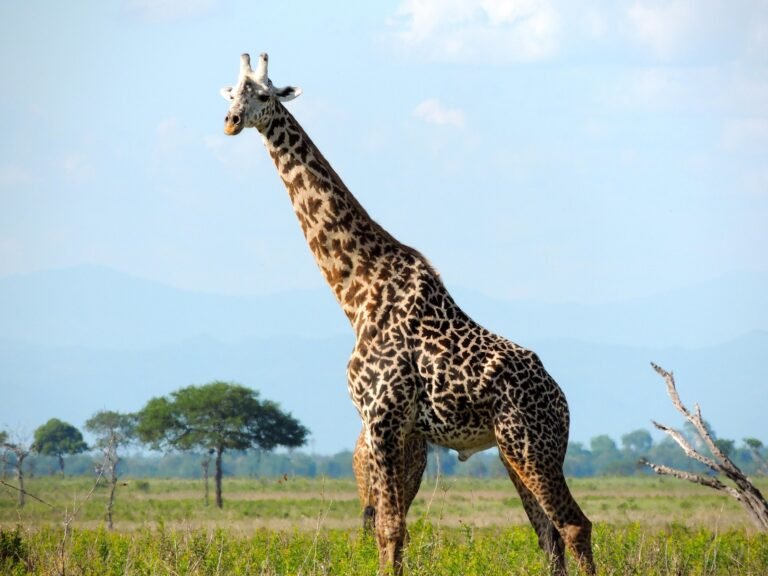 best-tanzania-safari-packages-serengeti-ngorongoro-5