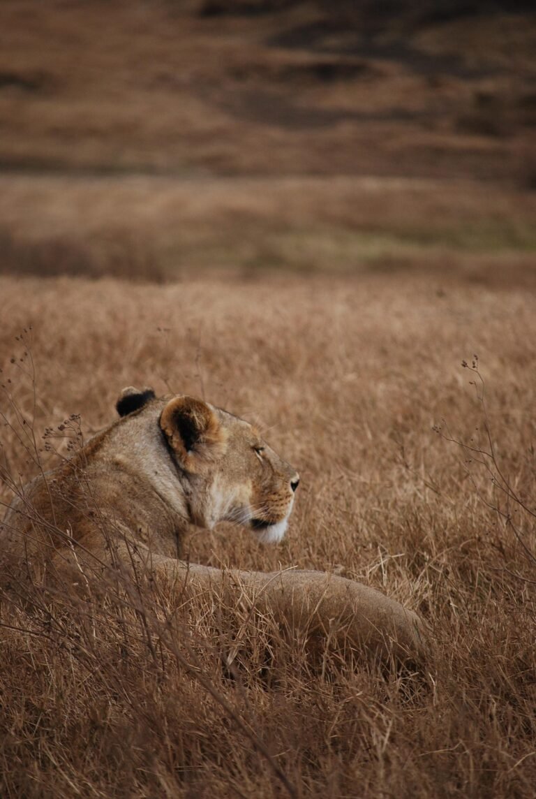 best-tanzania-safari-packages-serengeti-ngorongoro-6