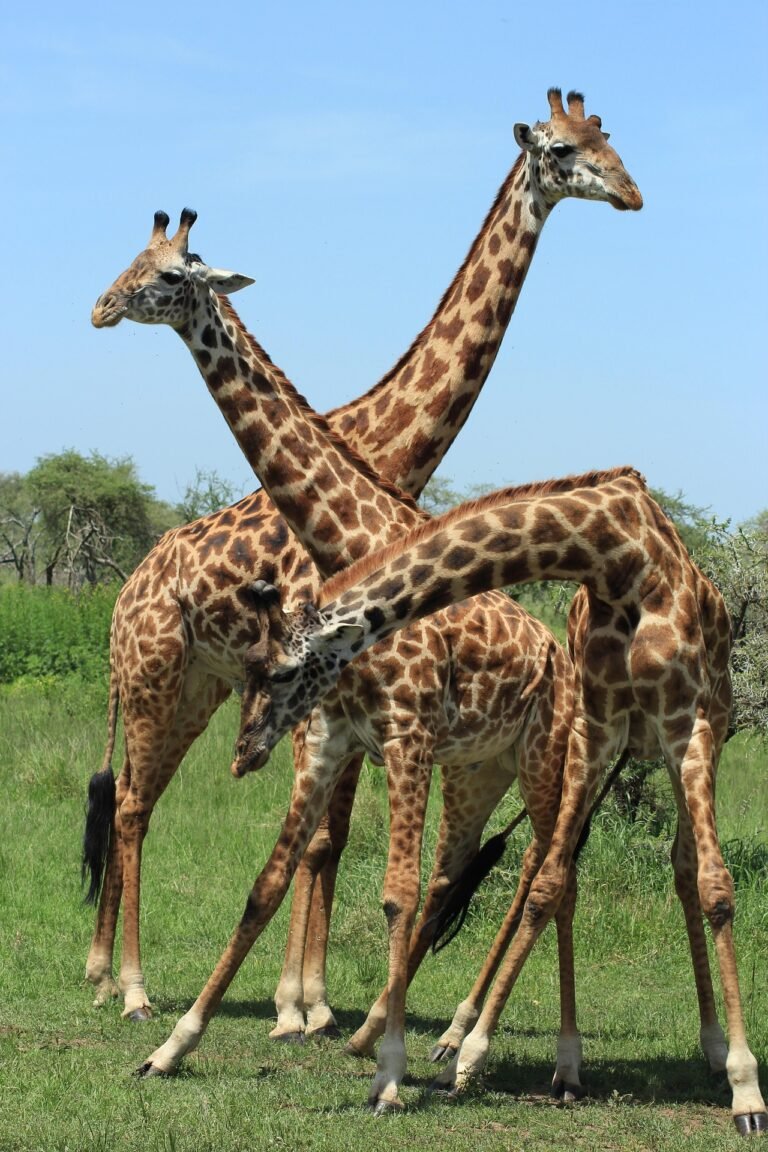 best-tanzania-safari-packages-serengeti-ngorongoro-7