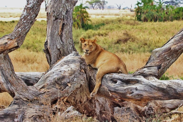 best-tanzania-safari-packages-serengeti-ngorongoro-8