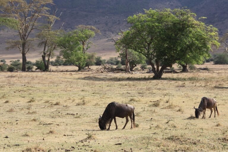 best-tanzania-safari-packages-serengeti-ngorongoro-9
