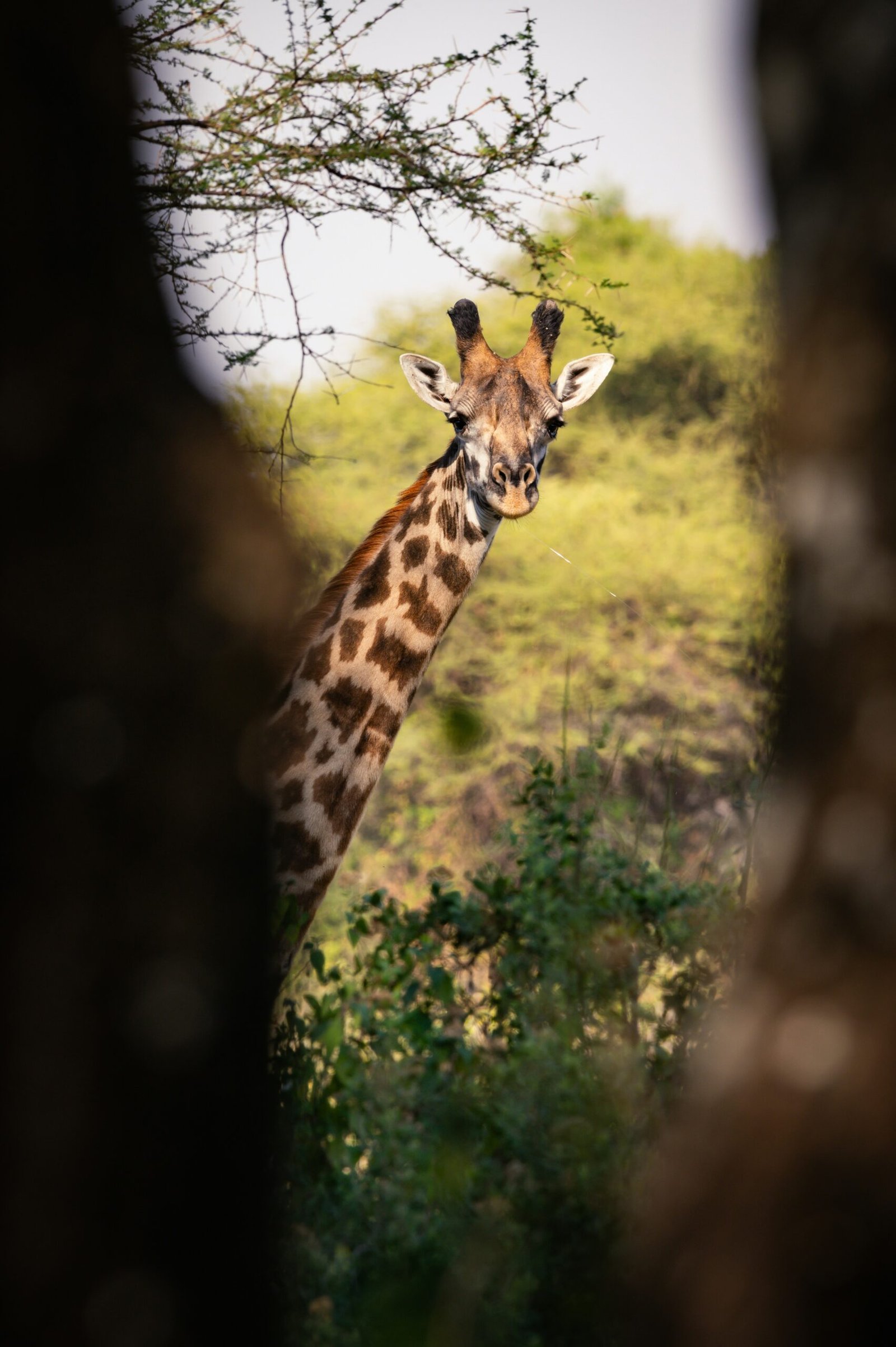 Ngorongoro-Nrater-Day-Safari-From-Arusha-Tanzania-Joyous-Time-Expedition