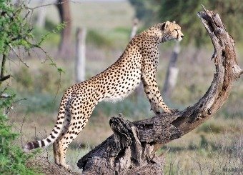 Tansania-Safari-Sansibar-17-Tage-Tanzania-Joyous-Time