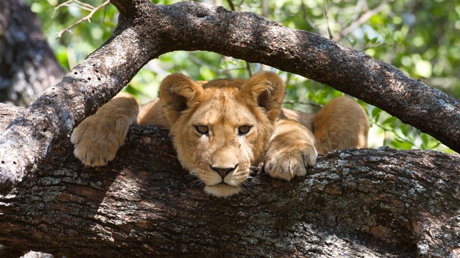 Tansania-Safari-Sansibar-17-Tage-Tanzania-Joyous-Time