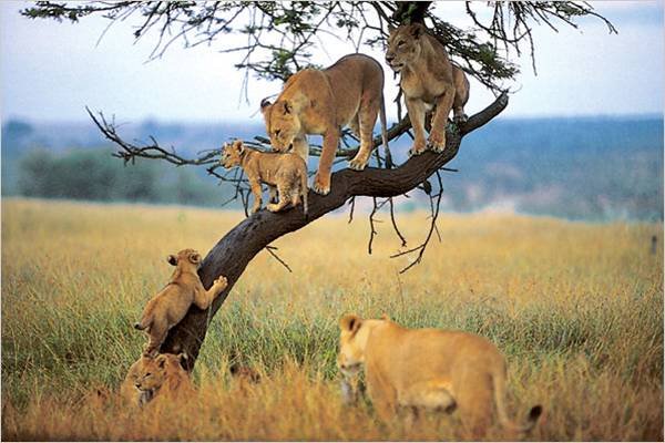 Tansania-Safari-Sansibar-17-Tage-Tanzania-Joyous-Time