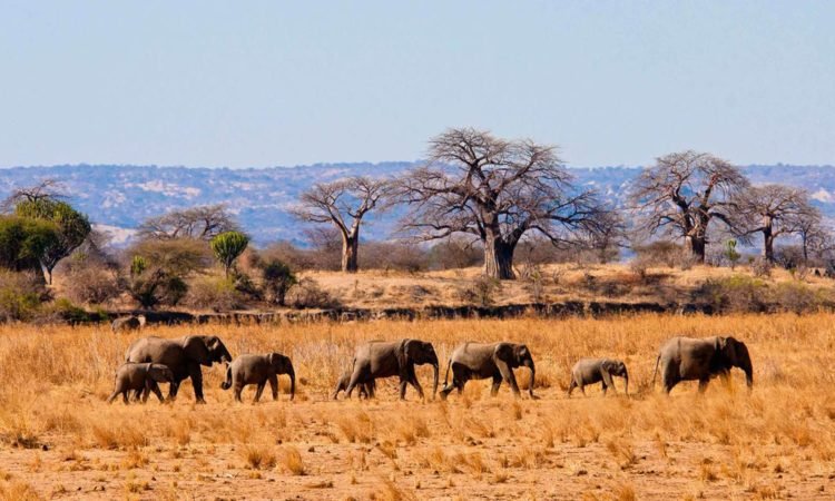 Tansania-Safari-Sansibar-17-Tage-Tanzania-Joyous-Time