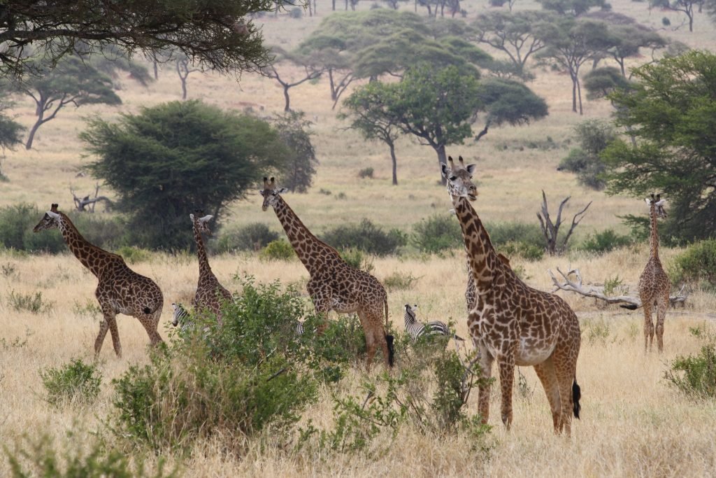 Tansania-Safari-Sansibar-17-Tage-Tanzania-Joyous-Time