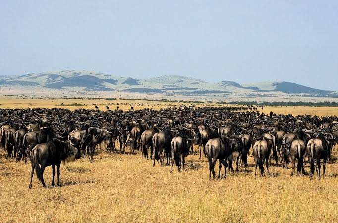 Tansania-Safari-Sansibar-17-Tage-Tanzania-Joyous-Time