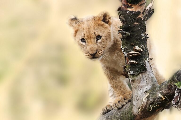 tanzania-safari-packages-1