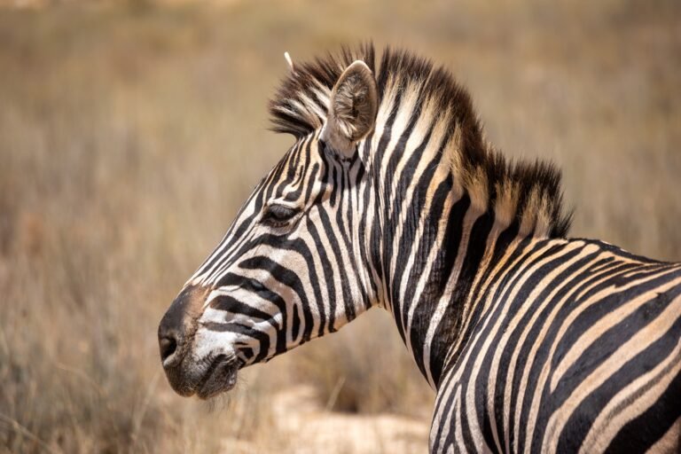 tanzania-safari-tours-from-arusha-1
