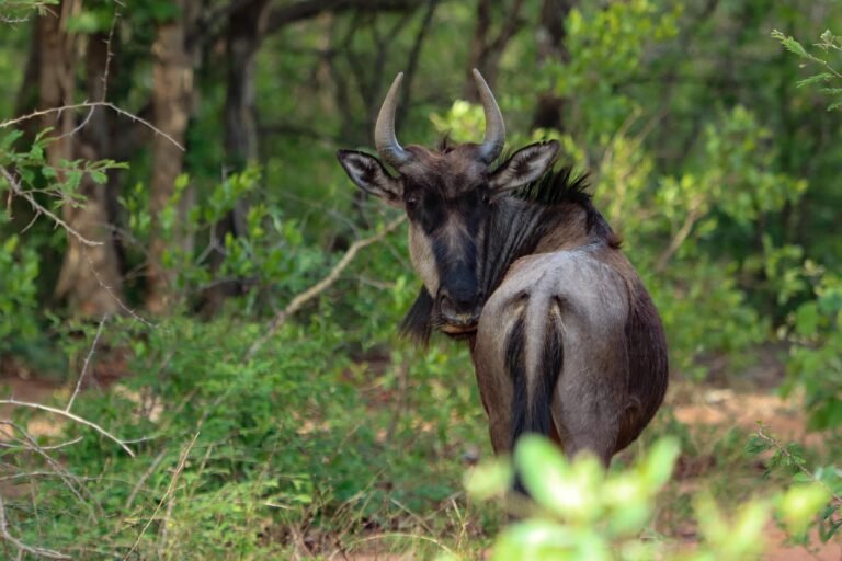 tanzania-safari-tours-from-arusha-10