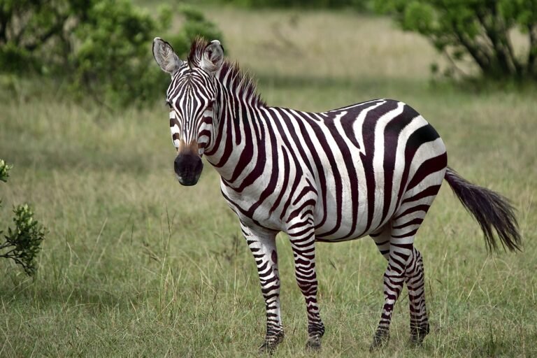 tanzania-safari-tours-from-arusha-11