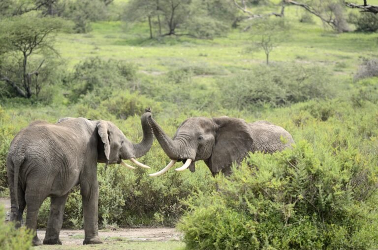 tanzania-safari-tours-from-arusha-12