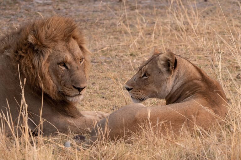 tanzania-safari-tours-from-arusha-14