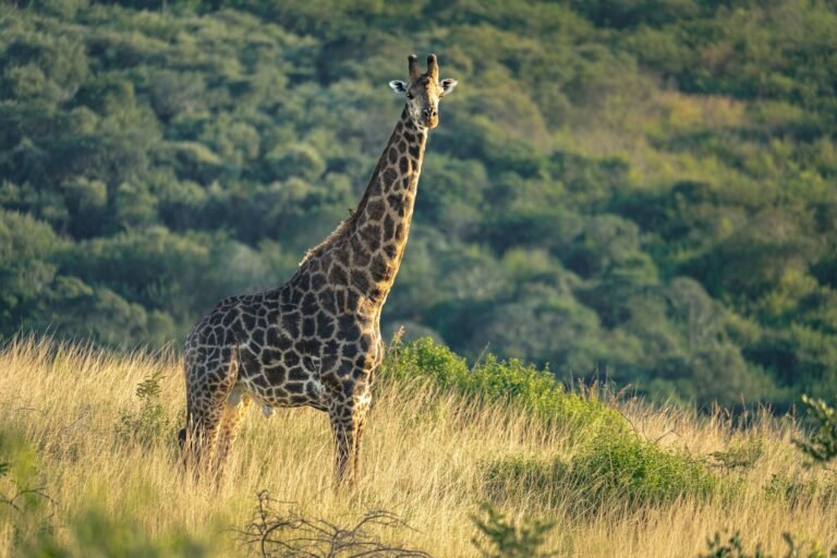 tanzania-safari-tours-from-arusha-2