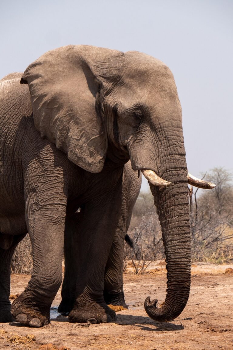 tanzania-safari-tours-from-arusha-3