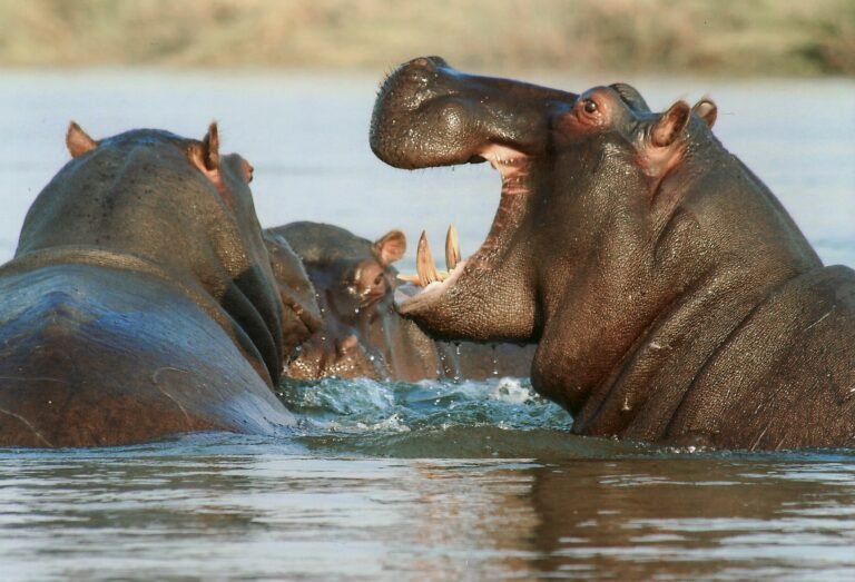 tanzania-safari-tours-from-arusha-4