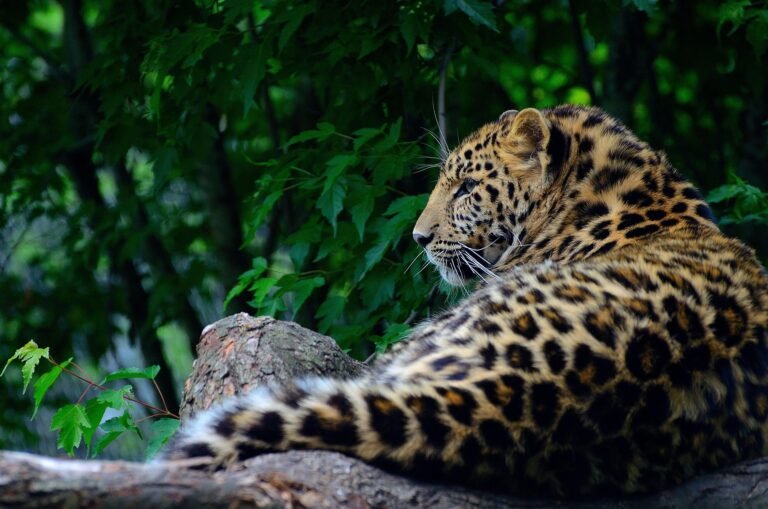 tanzania-safari-tours-from-arusha-5