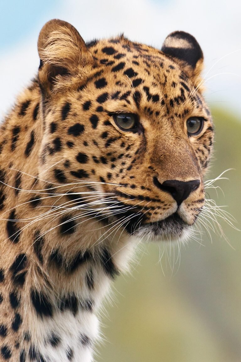 tanzania-safari-tours-from-arusha-6