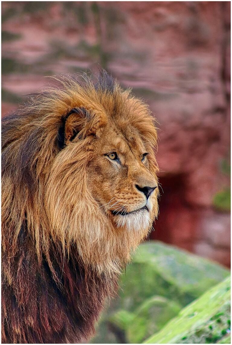 tanzania-safari-tours-from-arusha-8