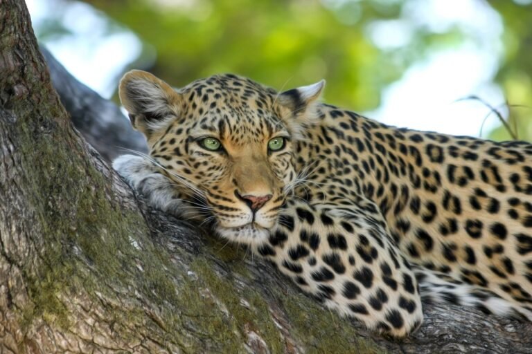 tanzania-safari-tours-from-arusha-9