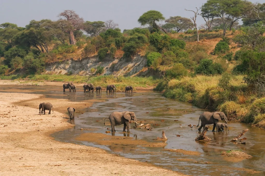 Tarangire-Safari-From-Arusha-Tanzania-Joyous-Time-Expedition