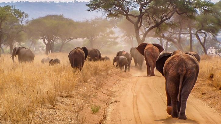 Tarangire National Park Day Safari from Arusha