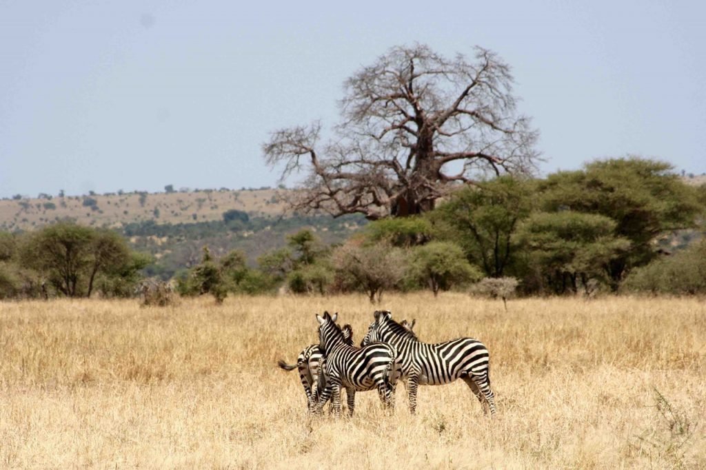 Tarangire-Safari-From-Arusha-Tanzania-Joyous-Time-Expedition