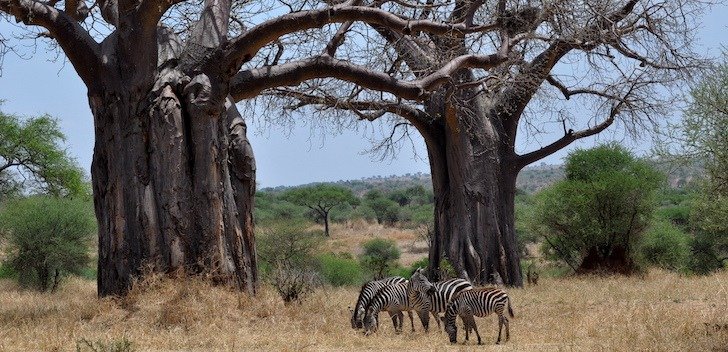 Tarangire Safari From Arusha Joyous Time Expedition