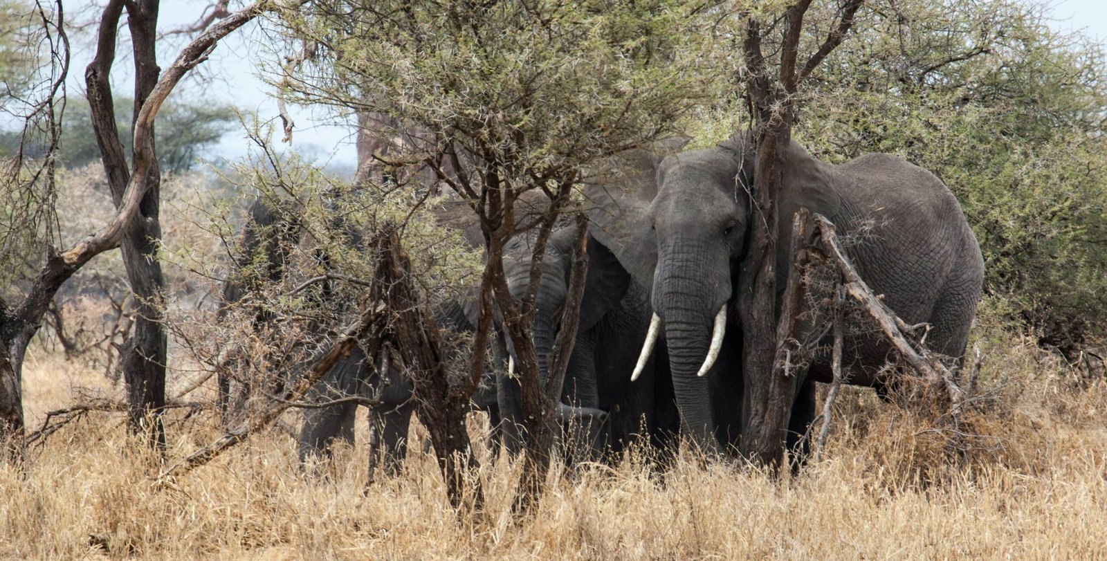 Zanzibar to Tarangire Fly in Safari