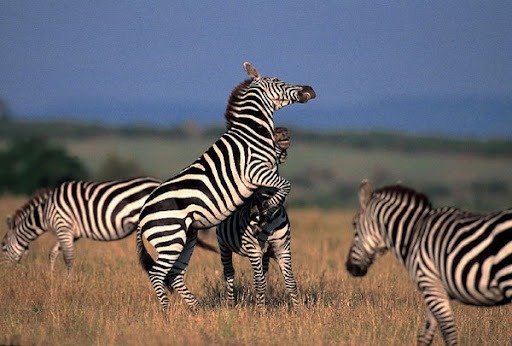 Zanzibar-To-Tarangire-Fly-In-Safari-Tanzania-Joyous-Time-Expedition