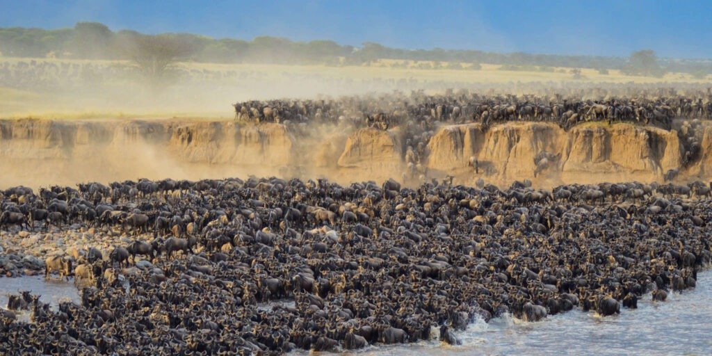 Great-Migration-Tanzania-Guide-Tanzania-Joyous-Time-Expedition